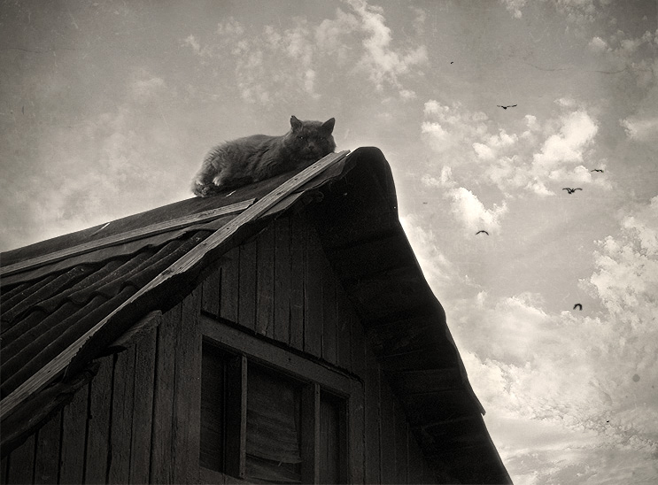 Фото жизнь (light) - Таня Павелко - корневой каталог - Про крышу и кота