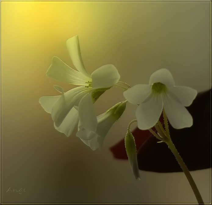 Фото жизнь (light) - Angela Wojtowska  - Цветы - с нежностью...
