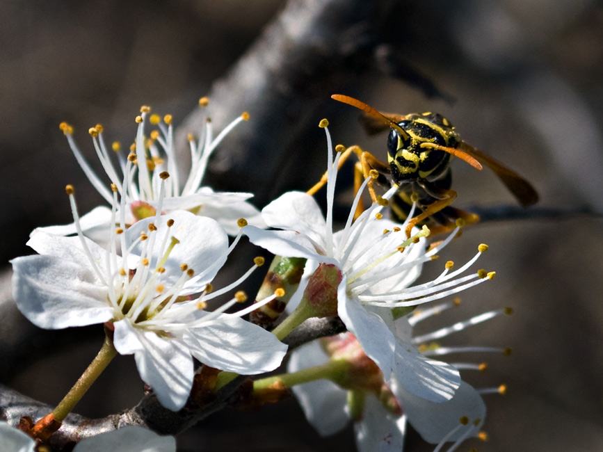 Фото жизнь (light) - Синицына Ольга - макро - соблазнившись на угощение