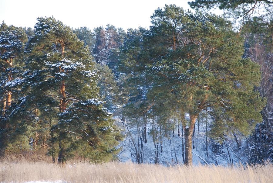Фото жизнь