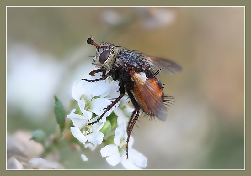 Фото жизнь - Leonid_L - Макро - муха тахин или ежемуха (Tachinidae)