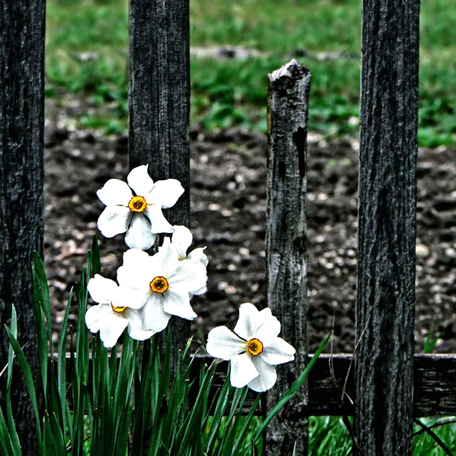 Фото жизнь (light) - Синицына Ольга - цветики - весна вдоль забора