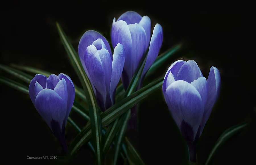 Фото жизнь (light) - Александр Ошмарин - Портреты растений - Крокусы