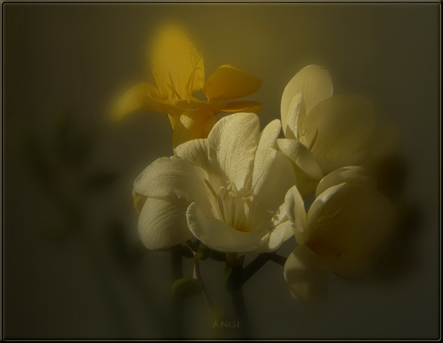 Фото жизнь (light) - Angela Wojtowska  - Цветы - Прикосновение к сердцу...