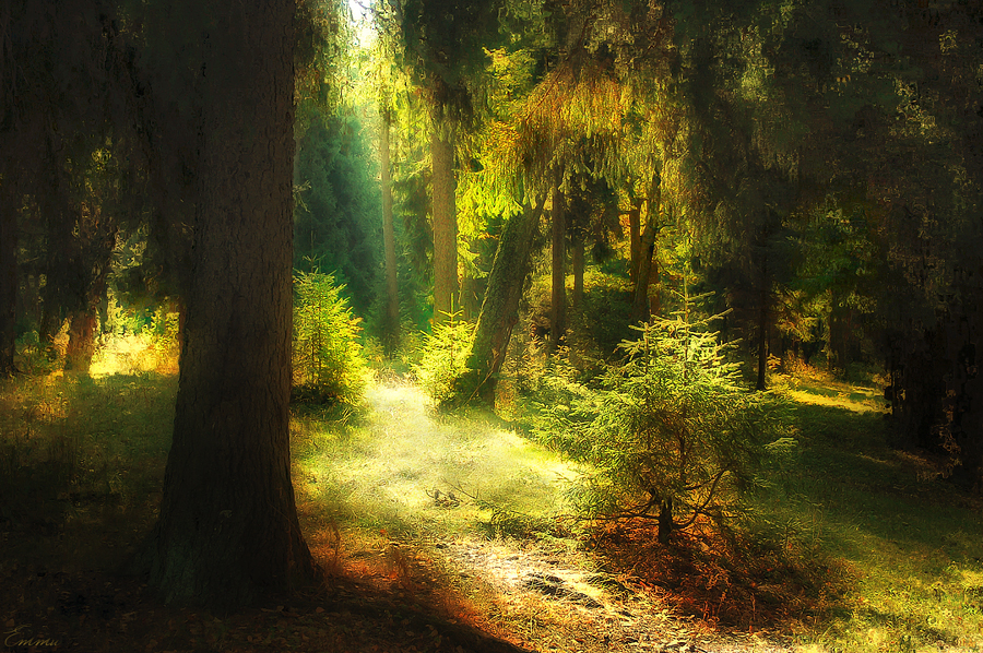 Фото жизнь (light) - emunilkin - Зарисовки - В лесу...
