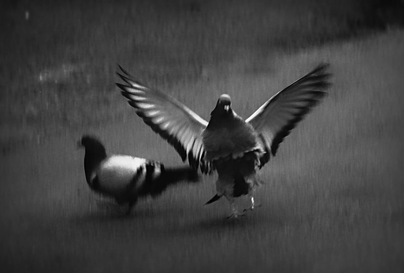 Фото жизнь (light) - tea vatsadze - природа - голуби