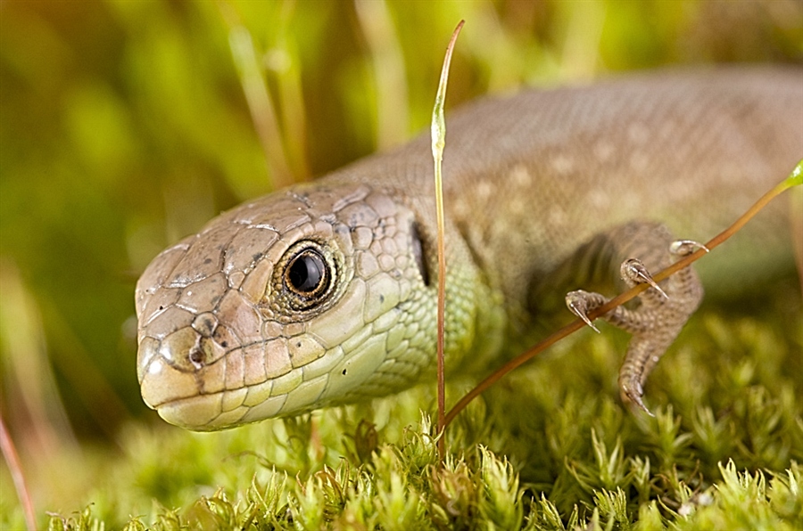 Lacerta agilis...