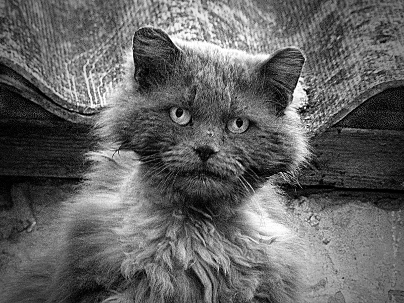 Фото жизнь (light) - Regenesis - корневой каталог - "-жалкие людишки!..."