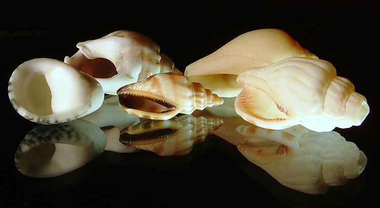 Фото жизнь (light) - kuchum13 - Растения, насекомые, мелкая живность, ракушки, камушки - Collected shell-fish at home