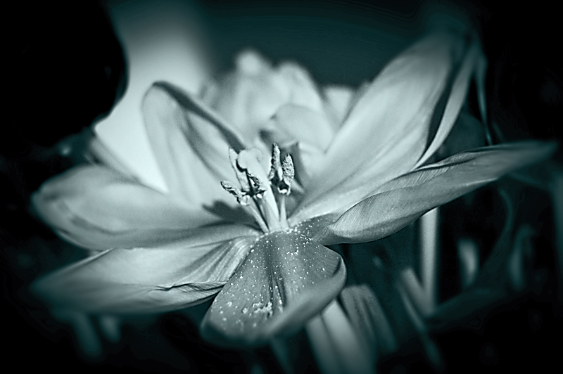 Фото жизнь (light) - Alexandra - Цвет жизни - Tulipe