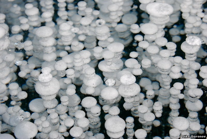 Фото жизнь (light) - digimike - корневой каталог - Байкальские медузы