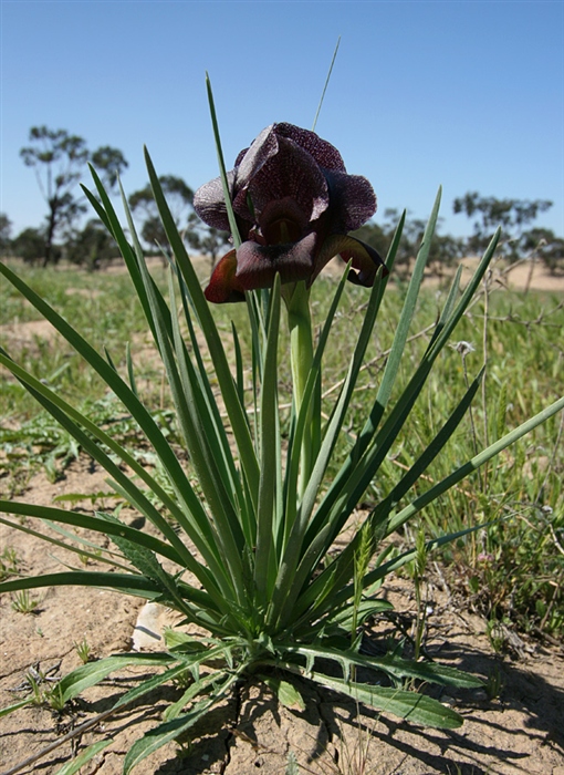 Касатик черный (Iris leossicola)