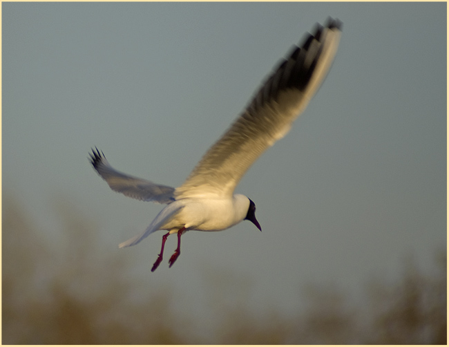 Фото жизнь (light) - Haiwian - птички и животные - грация полёта (2)