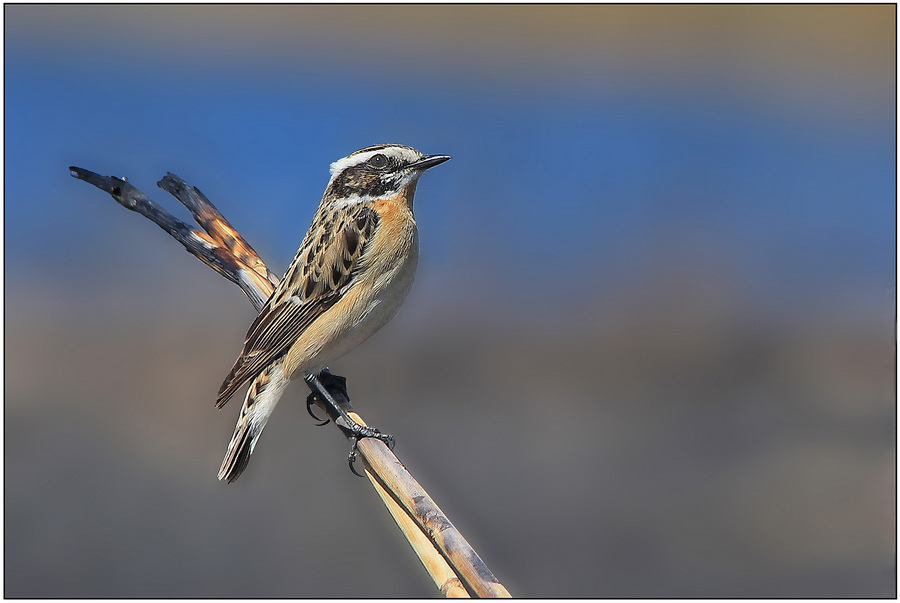 Фото жизнь (light) - Leonid_L - Птички - Чекан луговой (Saxicola rubetra)