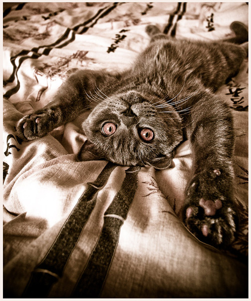 Фото жизнь - Инна Чернышёва - Кошки - Мой котомодель