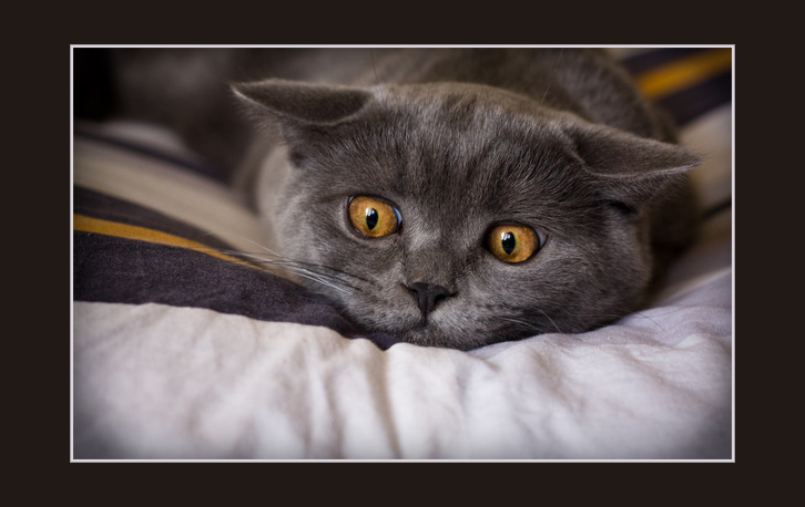 Фото жизнь - Инна Чернышёва - Кошки - Она снова ушла на работу, я опять на подушке один...