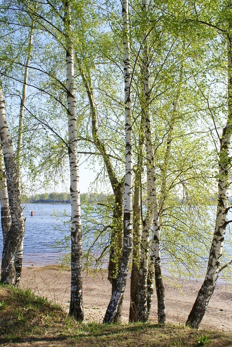 Фото жизнь (light) - -viking- - Пейзаж - Весенняя