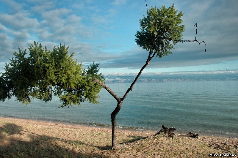 Фото жизнь (light) - digimike - корневой каталог - "хлебное" дерево