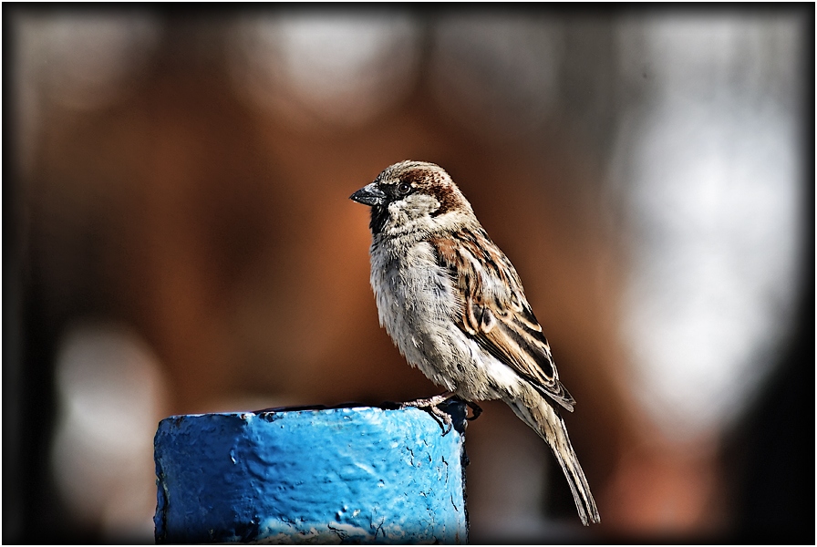 Фото жизнь (light) - БОРИС - корневой каталог - Все сезонный птах