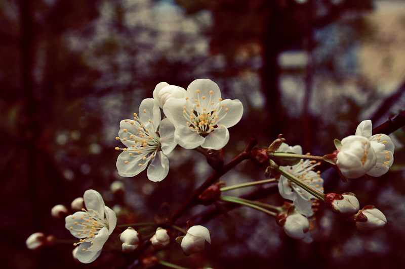 Фото жизнь (light) - Catalina - Flowers - Cherry