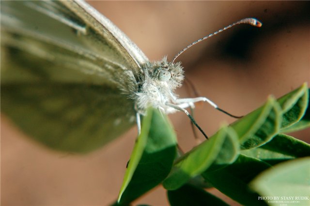 Фото жизнь (light) - c_o_s_m_o - корневой каталог - Бабочка 2