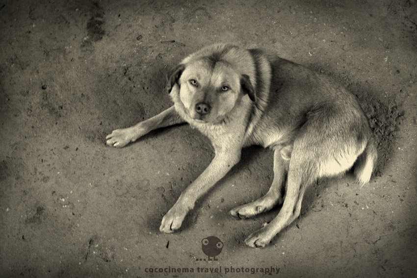 Фото жизнь (light) - cococinema - Animals. - На остановке.