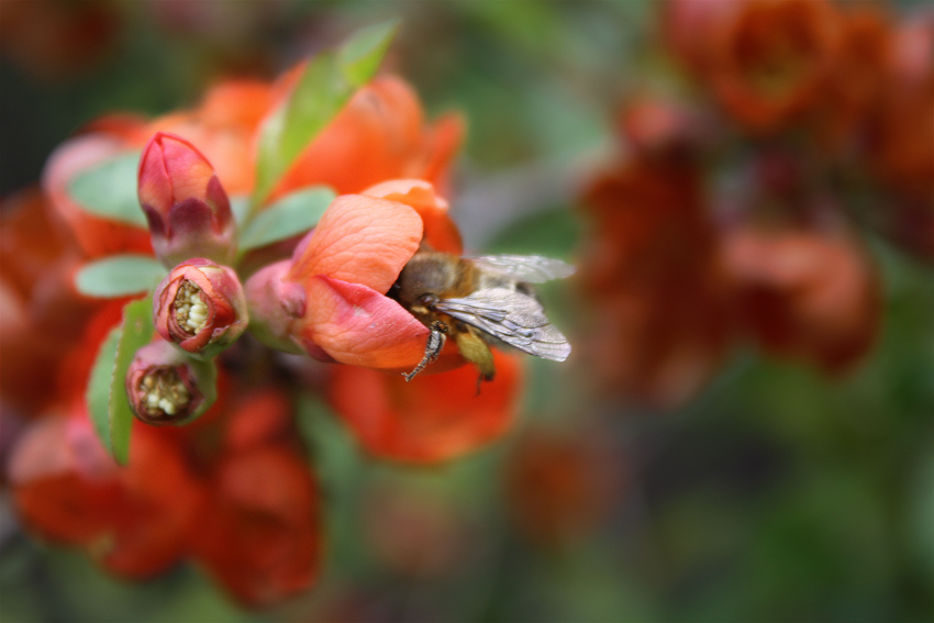 Фото жизнь (light) - RomGor - Весна - Пчелка
