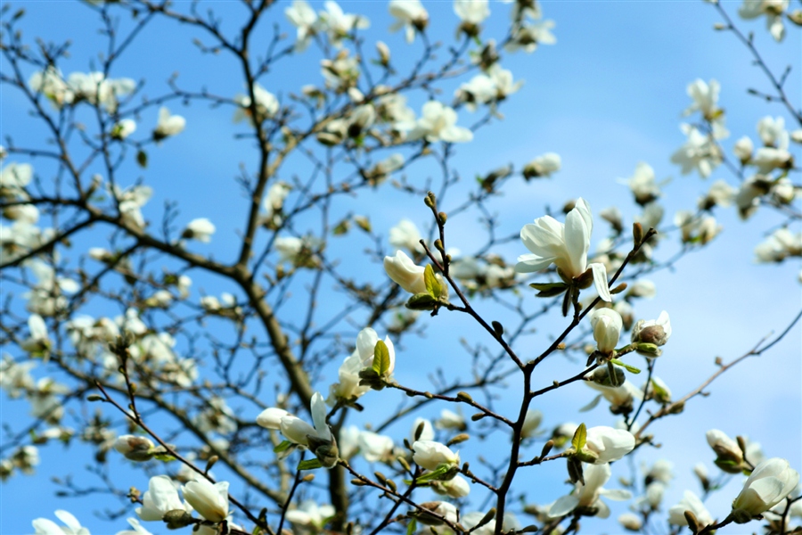 Небо в магнолиях