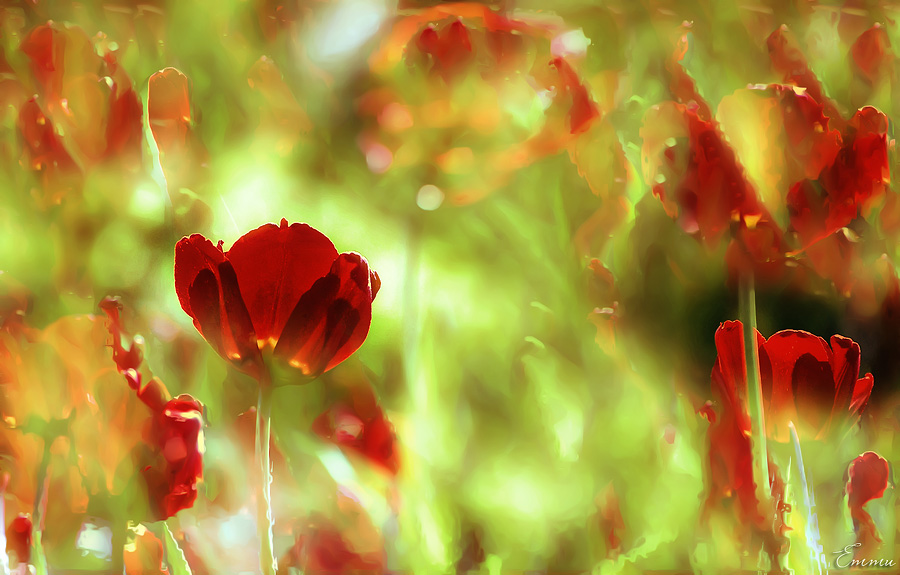Фото жизнь (light) - emunilkin - Цветы - Рисуя цветы....