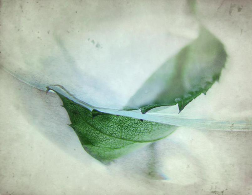 Фото жизнь (light) - vooky - no waste detales  - leaf