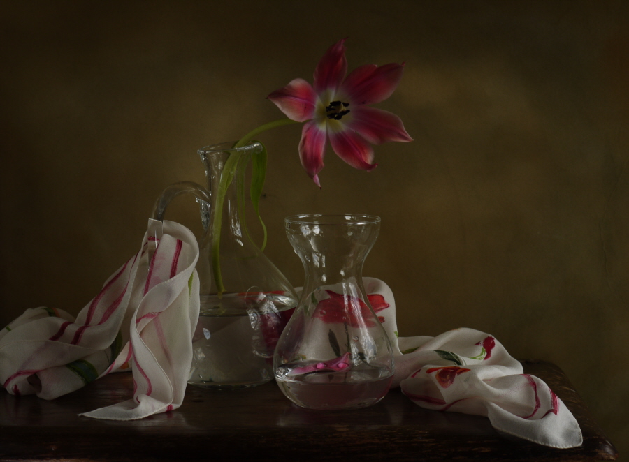 Фото жизнь (light) - marina-marianna - корневой каталог - одинокий тюльпан