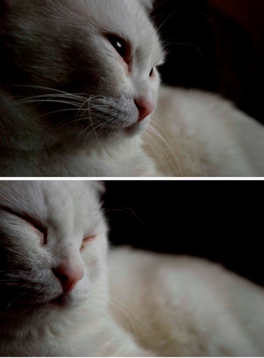 Кошки не похожи на людей