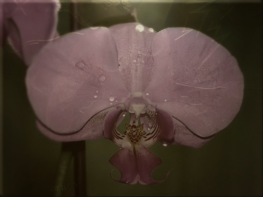 Фото жизнь (light) - Angela Wojtowska  - Цветы - дикая орхидея...