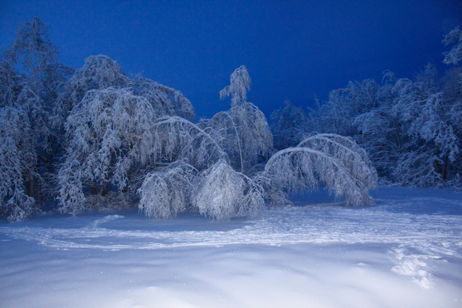 Фото жизнь (light) - GEKA - Лесопарк - Кумысная Поляна - Воспоминание о зиме