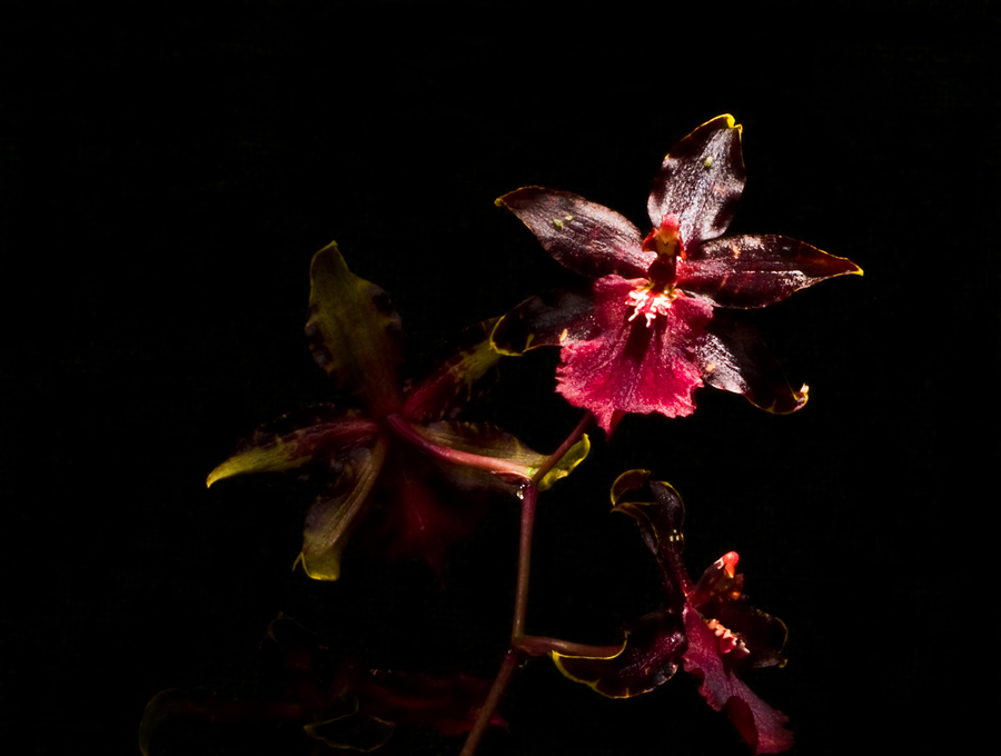 Фото жизнь (light) - Роман Кантемир - Nature - Orchidaceae 