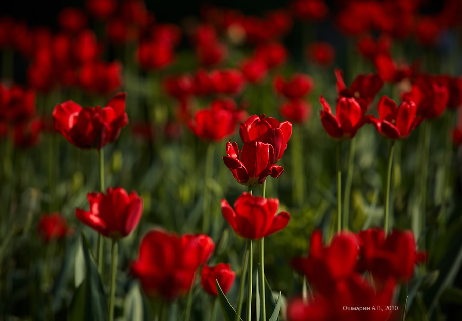 Фото жизнь - Александр Ошмарин - Портреты растений - Красный шелк