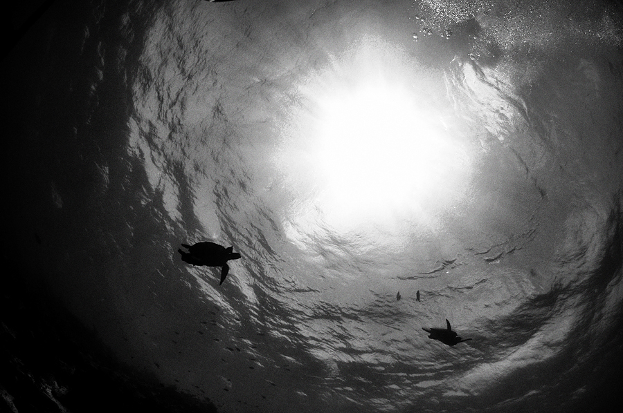 Фото жизнь (light) - Evgeniy Varnavskiy - Подводный мир - На встречу к солнцу