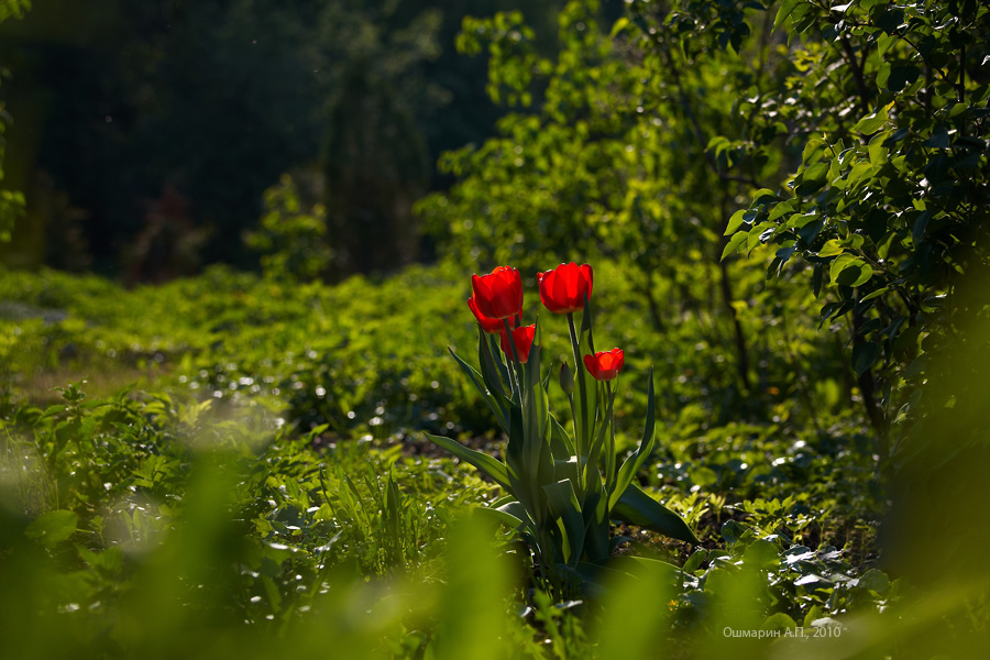 Фото жизнь (light) - Александр Ошмарин - Портреты растений - Из жизни тюльпанов