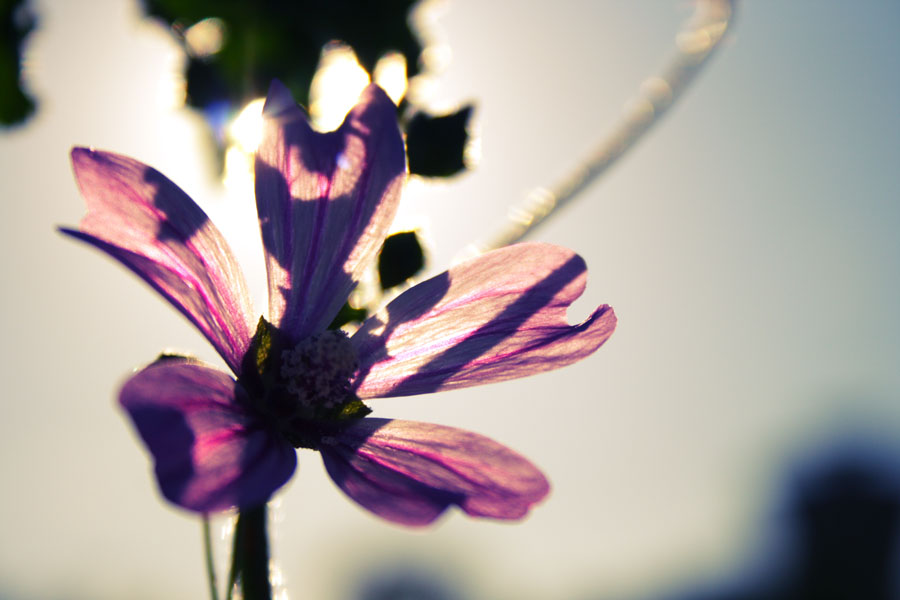 Фото жизнь (light) - evmenenko - nature - *