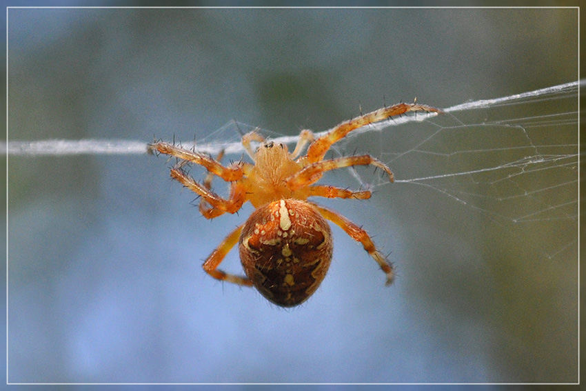 Фото жизнь (light) - Андрей Журавлев - корневой каталог - Araneus diadematus