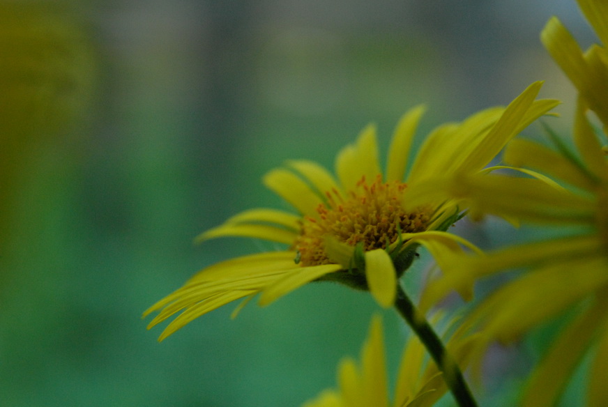 Фото жизнь (light) - SteelAnt - Цветы - о цветке 