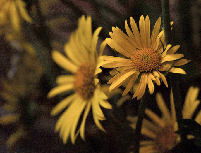 Фото жизнь (light) - SteelAnt - Цветы - в доме цветы