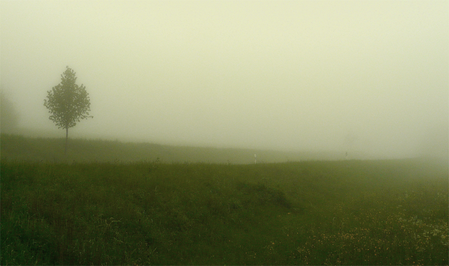 Фото жизнь (light) - mystera - Faszination Nebel. - О деревце, дороге и ТУмане.
