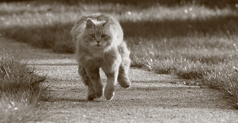 Фото жизнь - Pumka - корневой каталог - кот- поскакун