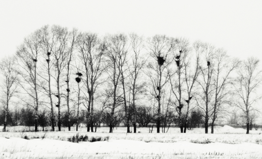 Фото жизнь (light) - Alexandra Gschwend - корневой каталог - зимний эскиз
