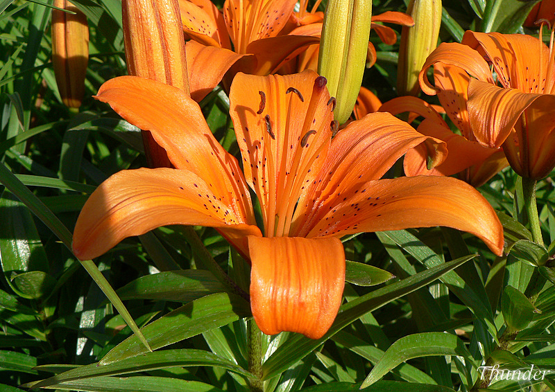 Фото жизнь (light) - Георгий - природа) - Лилия