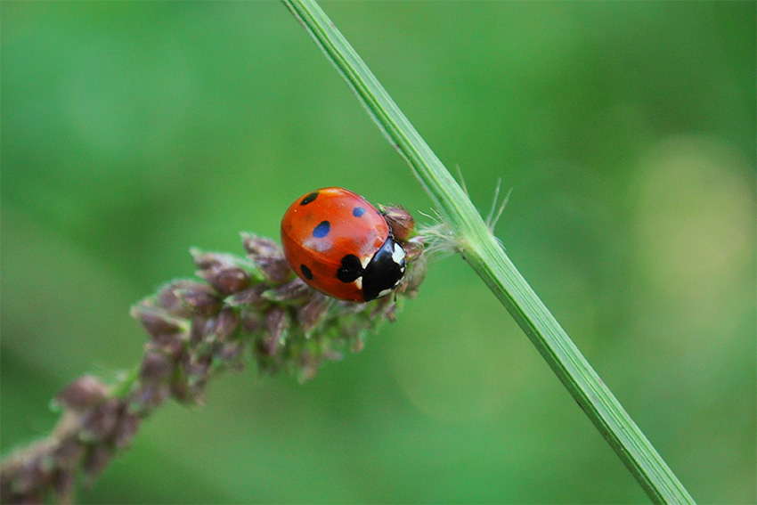 Фото жизнь (light) - Андрей Журавлев - корневой каталог - Coccinella septempunctata