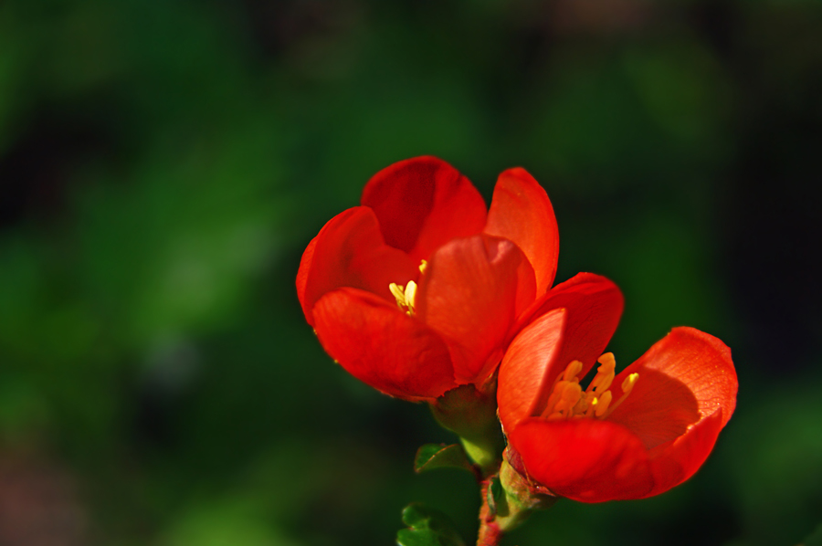 Фото жизнь (light) - natia apkhaidze - Plants & Flowers - red