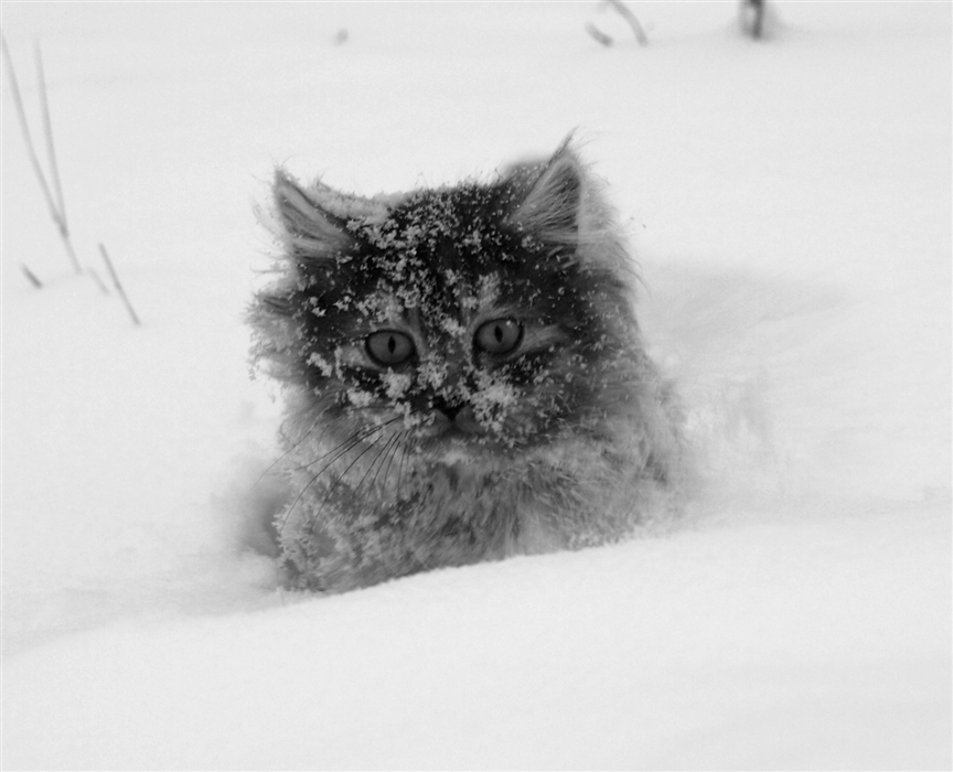 Фото жизнь