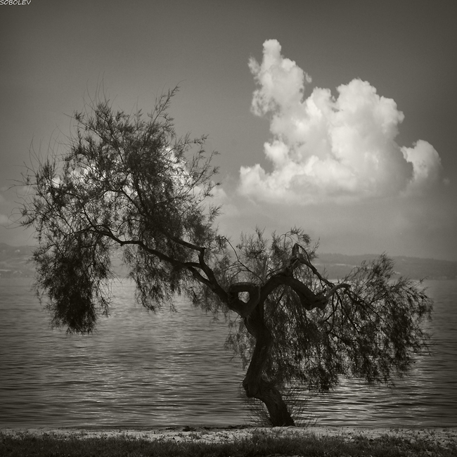 Фото жизнь (light) - nikolay.sobolev  - B/W ©                                   nikolay sobolev - "dry season"